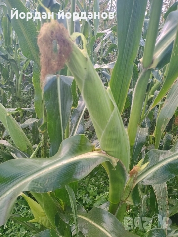 продавам бяла царевица , снимка 14 - Сортови семена и луковици - 52339346