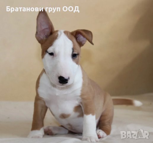 Мини Бултериери, снимка 3 - Бултериер - 44146951