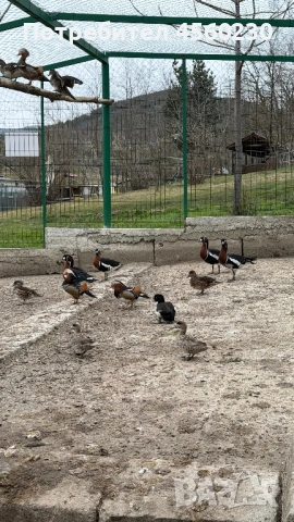 Лебеди, гъски, патки, снимка 6 - други­ - 53910257