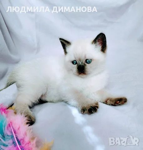 Шотландски със сини очи. , снимка 6 - Британска късокосместа - 56243737