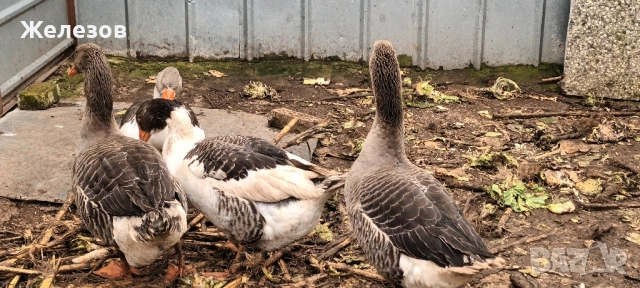 Гъски За БАРТЕР , снимка 4 - Патици и гъски - 52406234