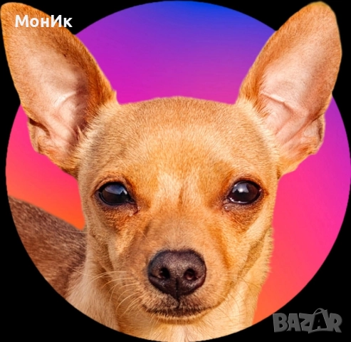 мини - Пинчер, за разплод !!!, снимка 1