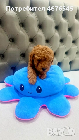 Той Пудел момче