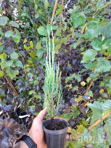 Юниперус скайрокет в саксия , снимка 5 - Градински цветя и растения - 51862869