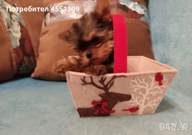 Йоркширски териер мини, снимка 5 - Йоркширски териер - 52881819