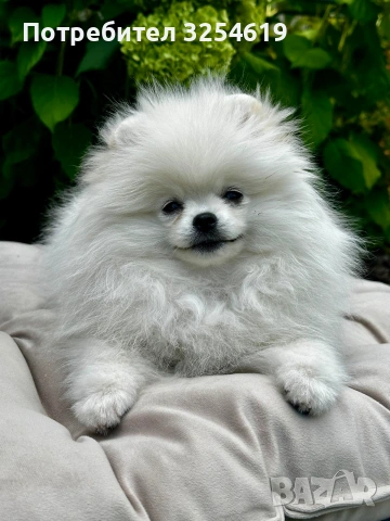 Померан, снимка 5 - Померан - 53048345