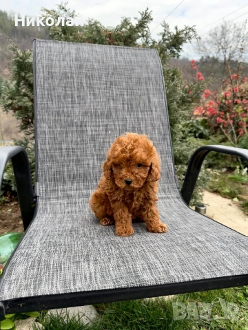 Пудел той/мини Puddle toy/mini момчета и момиче със втора ваксина, снимка 2 - Пудели - 53970658