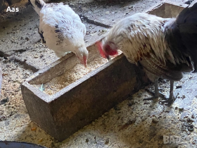 Джинки , снимка 2 - други­ - 51792585