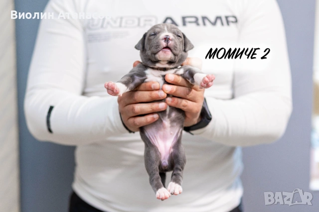 Продават се кученца Питбул Bluenose, снимка 5 - Питбул - 54348441