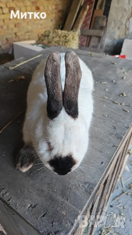 Зайци, снимка 11 - Други - 53499260