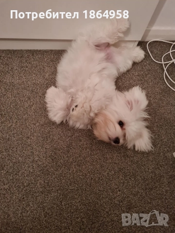 СУПЕР МИНИ МАЛТИЙСКА БОЛОНКА Доставка, снимка 9 - Болонка - 52091591