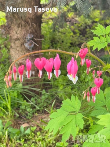 Дамско сърце 