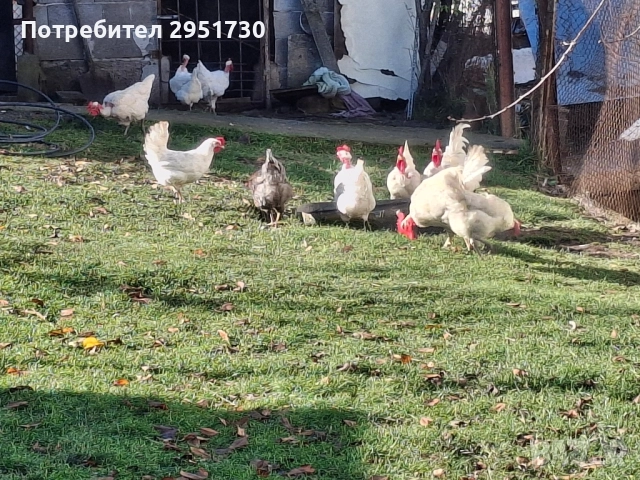 домашни яйца , снимка 2 - Други - 52385449