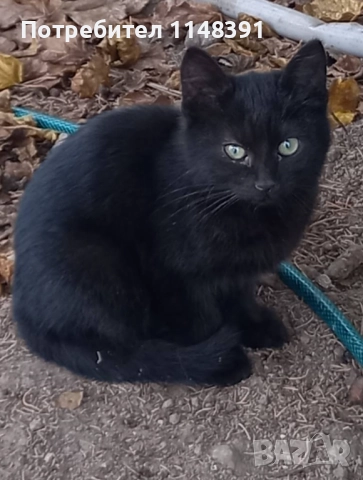 Подаряваме малко коте 