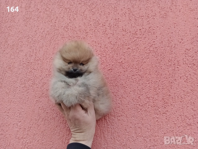 Мъжки оранжев мини Померан. Реални снимки от 11.01.26 г. Померанче