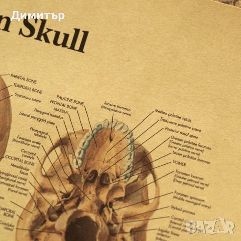 Постер постери плакат Череп 42/29см., снимка 3 - Декорация за дома - 42256070