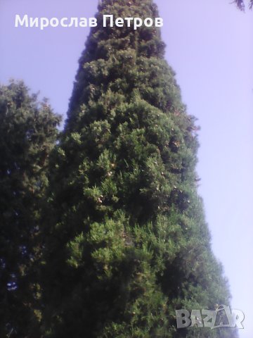 Дърво кипарѝс (Cupressus sempervirens), снимка 6 - Разсади - 40621758