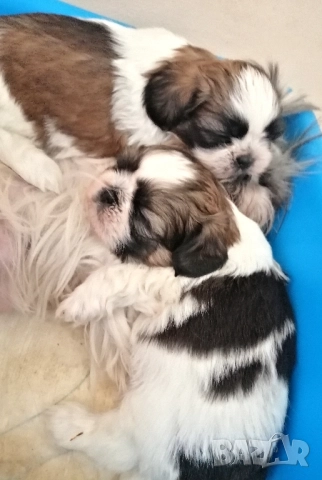 малки кученца порода Ши тцу , снимка 5 - Ши Тцу - 52564552