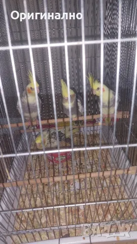 Малък александър , снимка 7 - Папагали - 50427491