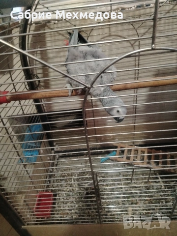 Жако, снимка 2 - Папагали - 53877226