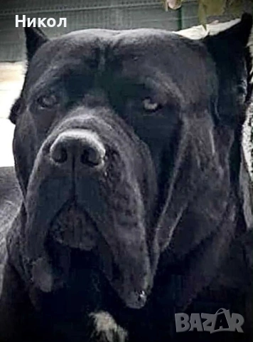 Кане корсо , снимка 7 - Други - 53121646