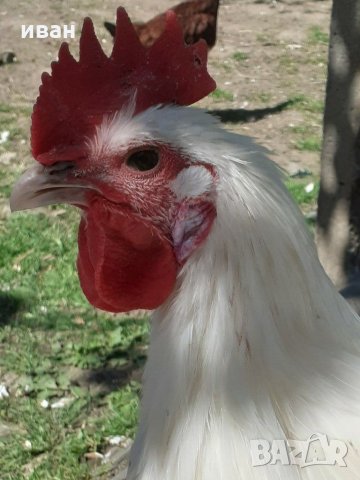 оплодени яйца  от синьо  и бяло брезе, снимка 10 - други­ - 17015852