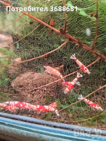 Скариди Кардинал , пинто зебра ,фенси тигър , галакси и кристали , снимка 8 - Други - 40194504