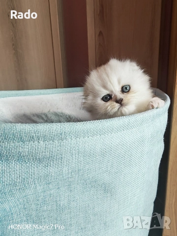 Клепоухи сребърни чинчили, снимка 2 - Британска късокосместа - 54220656