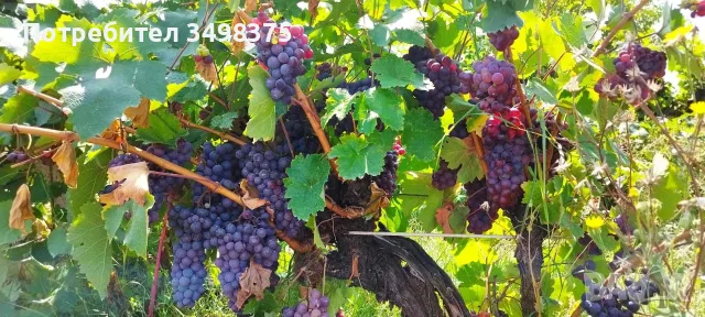 Продавам грозде памид 