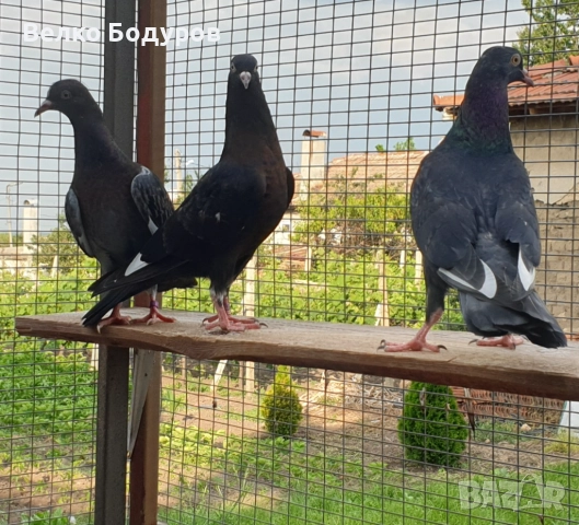 Пазарджишки високо летци. , снимка 7 - Гълъби - 52265511