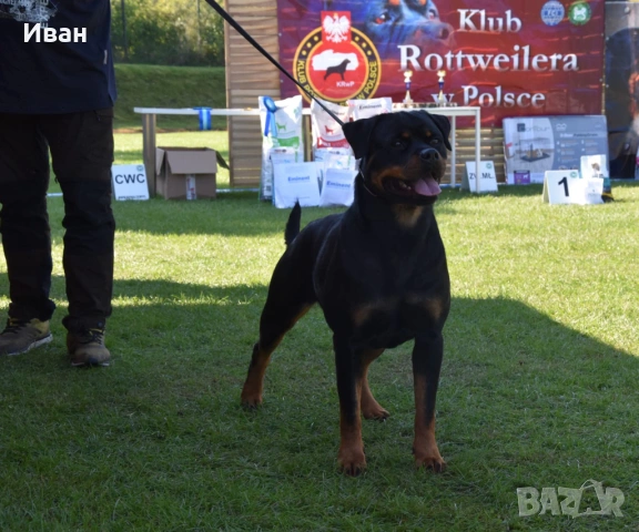 Ротвайлер за разплод, снимка 12 - Ротвайлер - 53155952