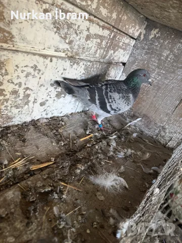 Пощенски гълъби