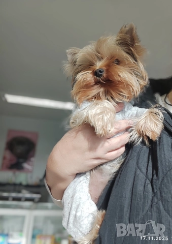 Йоркширски териер 