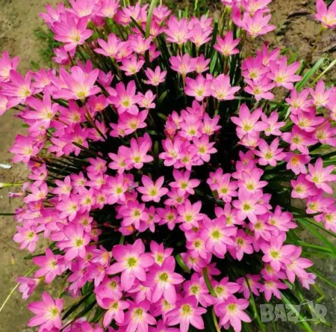 Луковици на светло розов зефирантес, снимка 1