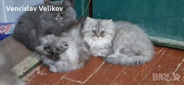 бебета персийски, снимка 8 - Персийска - 55780298