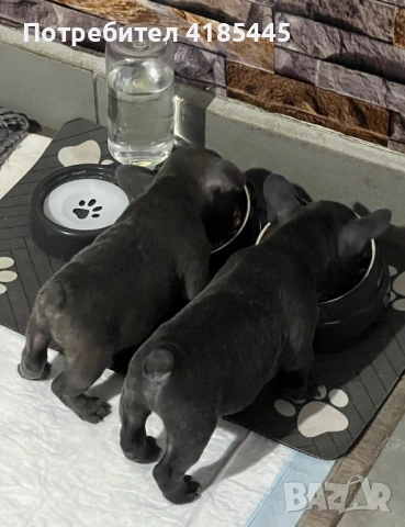 Френски булдог - МЪЖКИ, снимка 11 - Френски булдог - 53053018