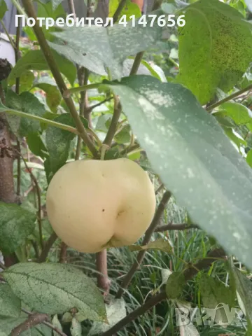 Декоративна ябълка