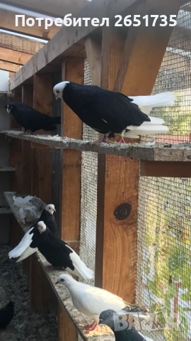 Гълаби, снимка 3 - Гълъби - 52166248