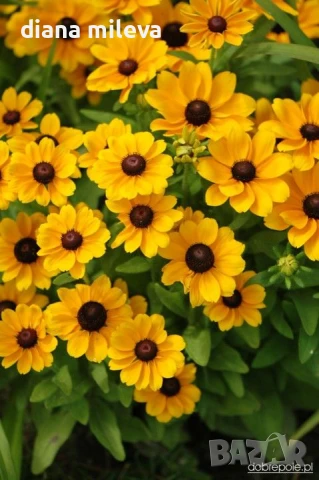 Рудбекия Тото, Rudbeckia Hirta Toto Gold, снимка 1