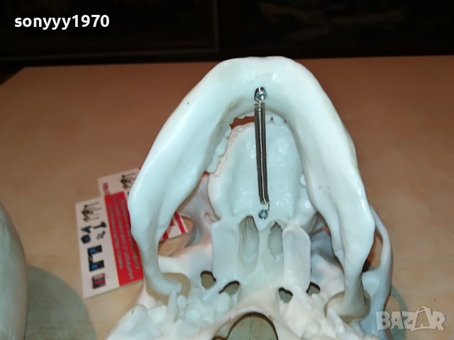 ЧЕРЕП-ВНОС ГЕРМАНИЯ 1806222011, снимка 16 - Колекции - 37127150