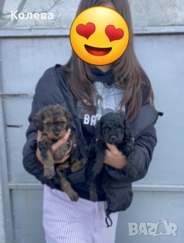 УНИКАЛНИ МИНИ пудели, снимка 2 - Пудели - 54161257