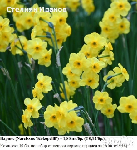 СОРТОВИ НАРЦИСИ - ЛУКОВИЦИ, снимка 7 - Сортови семена и луковици - 52372810