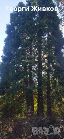 Парцел, снимка 8 - Парцели - 47712585