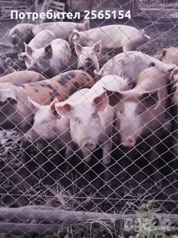 Прасета продавам