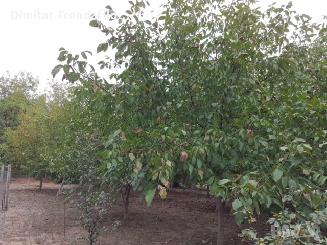 Орехова градина 570 кв.м., с. Виноградец, обл. Пазарджик, 19,000 Евро, снимка 11 - Парцели - 52223300