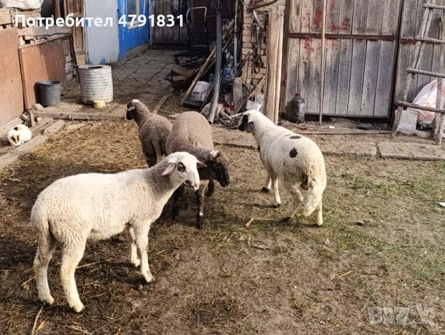Продавам агнета , снимка 2 - За селскостопански - 54142838