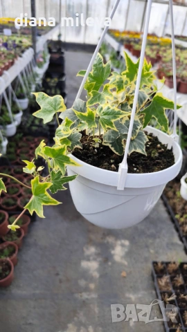 Кошница с Бръшлян, Hedera Helix Yellow Ripple, снимка 6 - Градински цветя и растения - 53377089