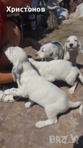 МАЛКИ КУЧЕНЦА, снимка 3 - Английски сетери - 52487494