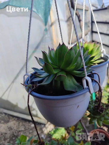 Продавам семпервивум , снимка 2 - Градински цветя и растения - 54157967