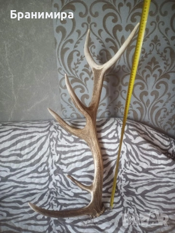 Еленски рога за декорация на вашия битов кът, снимка 4 - Колекции - 53902803